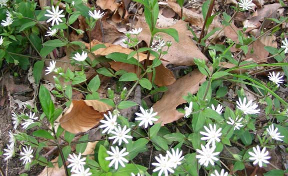 Snow Drops
