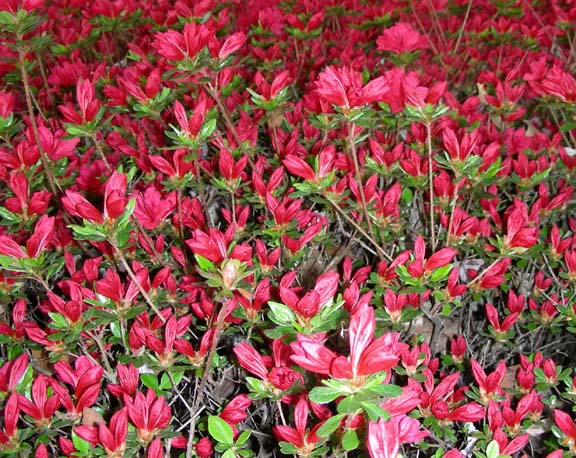 2009-04-25_18-42-49azaliasw.JPG