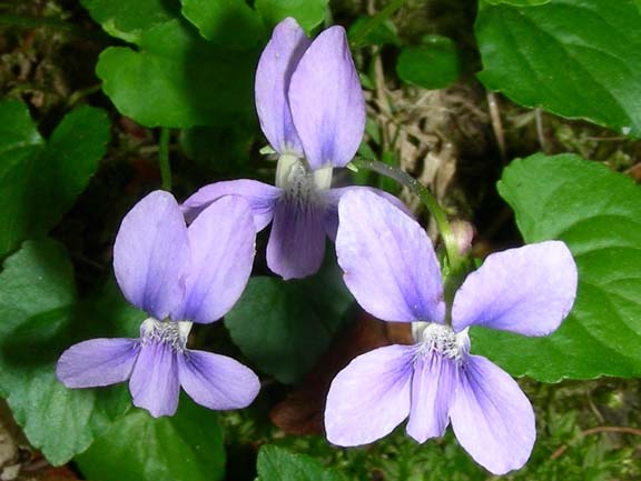 2009-04-25_18-46-00purpleflowersw.JPG