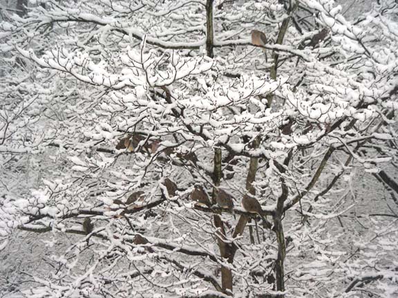 2010-02-05_16-35-55dovesinsnowytreew.JPG