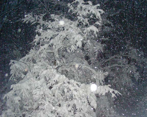 2010-02-06_07-00-31snowOnTreew.JPG