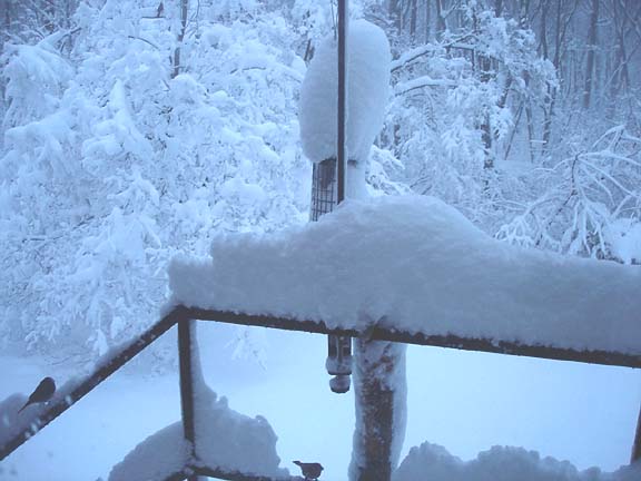 2010-02-06_08-19-55birdfeeder.JPG
